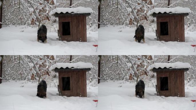 狗链吃雪在狗窝附近