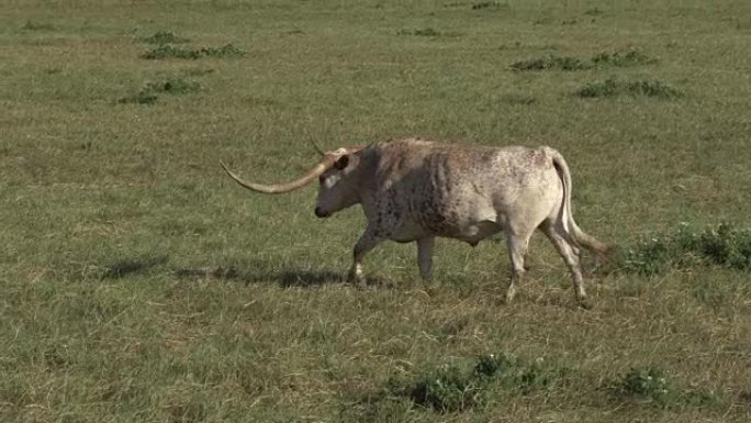 德州长角牛在牧场散步