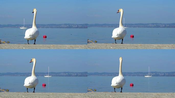 海滨的天鹅看湖里的游艇