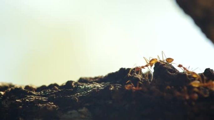 树皮上的织女蚂蚁
