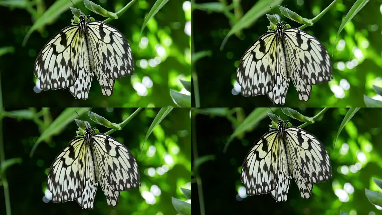 白树若虫蝴蝶