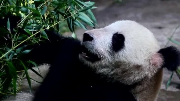 北京奥运熊猫在吃饭时高清。