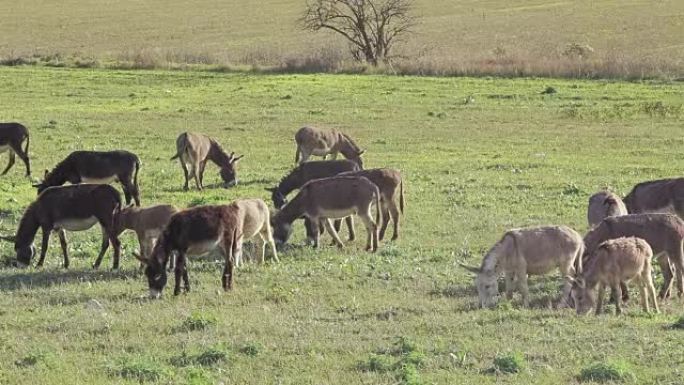 草地上的驴群