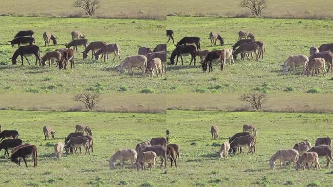 草地上的驴群