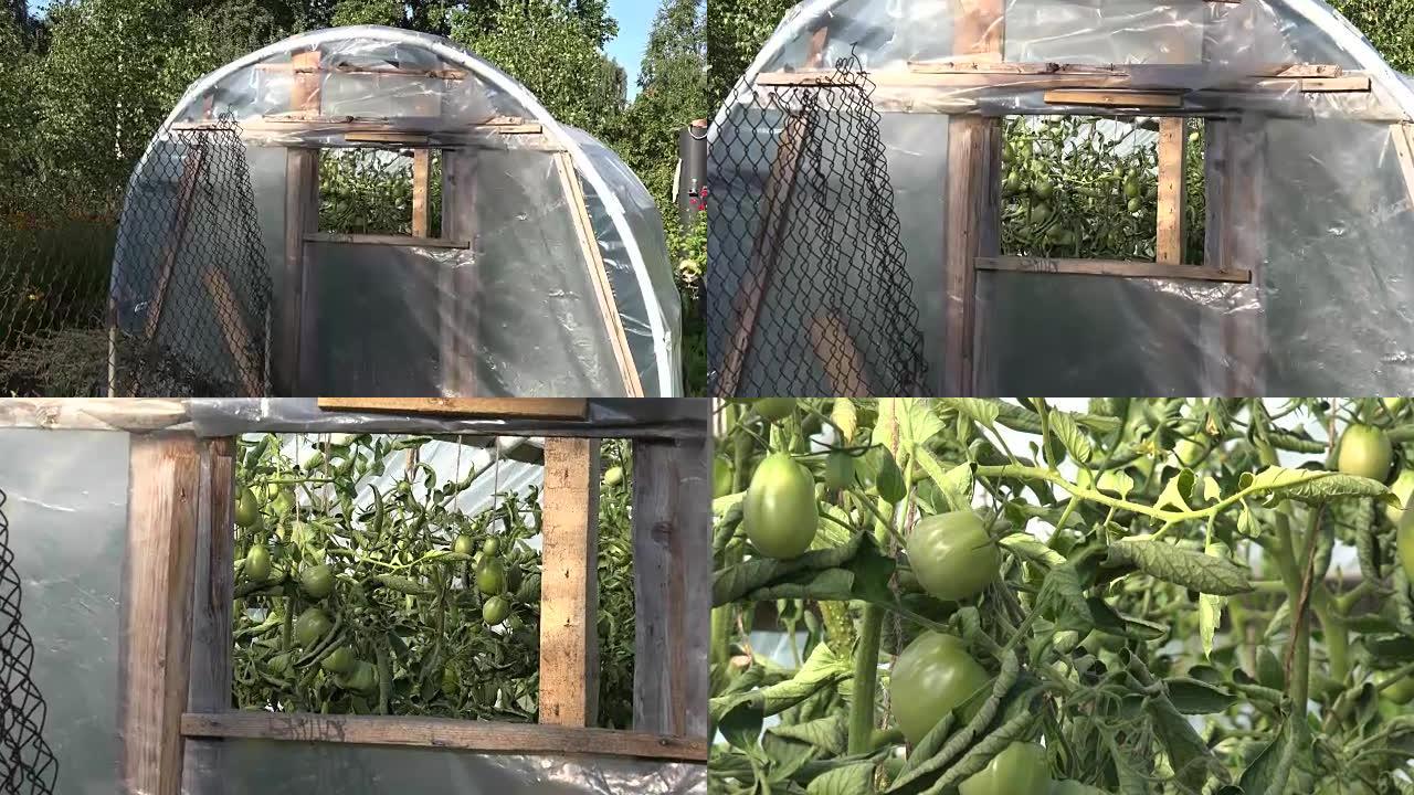 绿色番茄植物和蔬菜在农场花园温室中生长。放大镜头。全高清