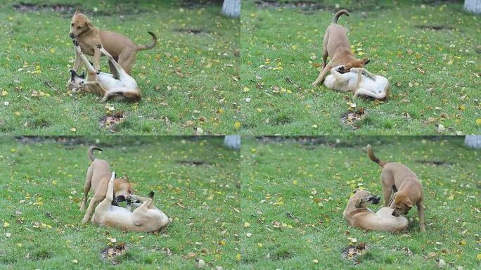两只流浪狗在绿色草地上的公园玩耍