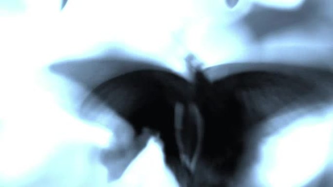 飞行中的蝴蝶幽灵全息图