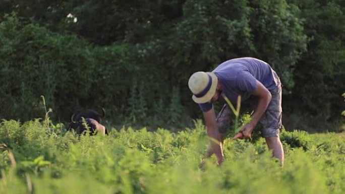 戴着帽子的年轻农民在有机农场的田地上采摘胡萝卜