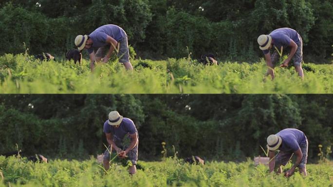 戴着帽子的年轻农民在有机农场的田地上采摘胡萝卜