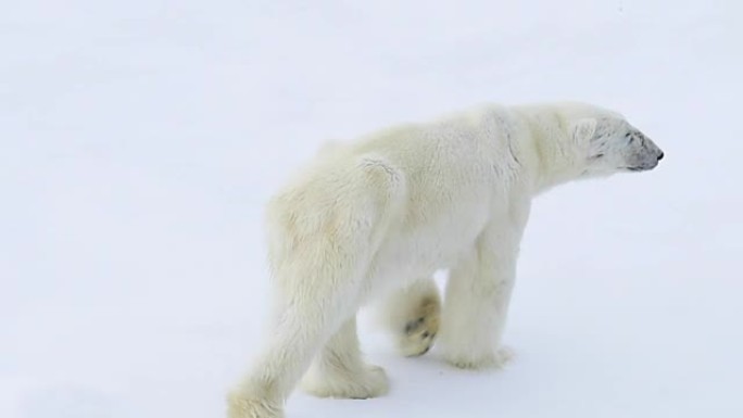 北极熊在北极行走。