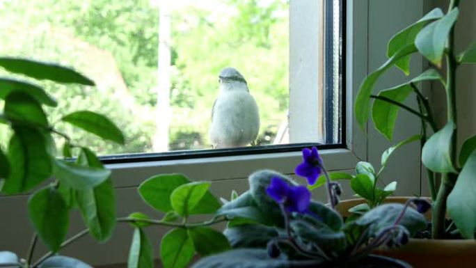 Nuthatch坐在窗户附近窥视