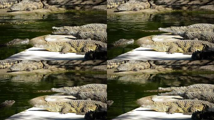 鳄鱼在河里晒日光浴
