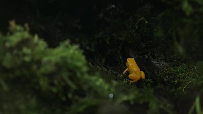 金色毒蛙