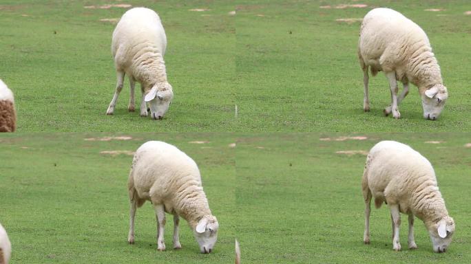 农场里吃草的羊。