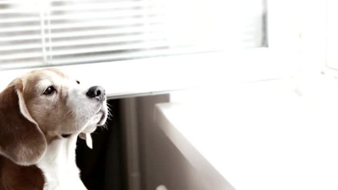 低饱和度镜头: 小猎犬从敞开的窗户里闻到东西
