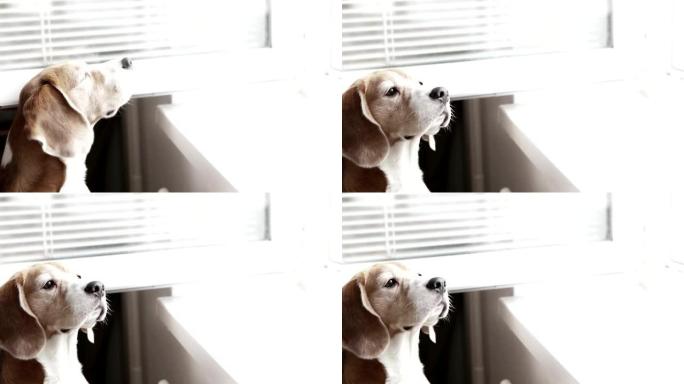 低饱和度镜头: 小猎犬从敞开的窗户里闻到东西