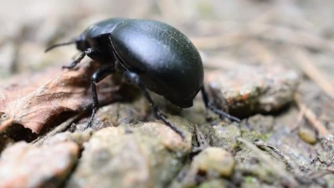 黑色甲虫在地面上爬行