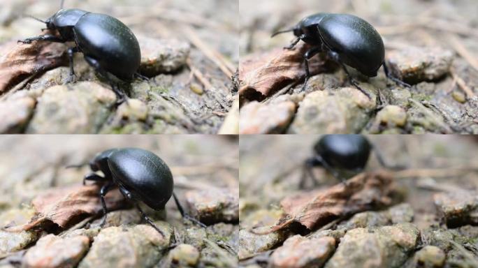 黑色甲虫在地面上爬行