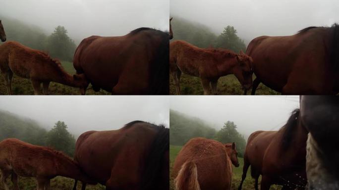 马宝宝试图在雾中喝母亲的牛奶，马舔镜头