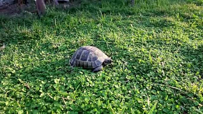 三叶草中的乌龟