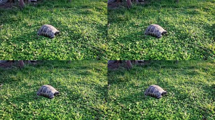 三叶草中的乌龟