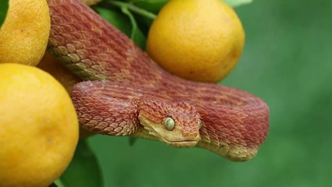 红灌木毒蛇在橙树弹舌头