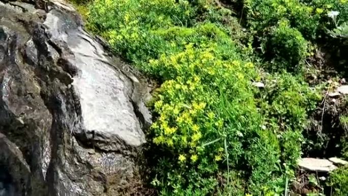 高山花黄山虎耳草 (虎耳草)。生长在奥地利的grossglockner山区