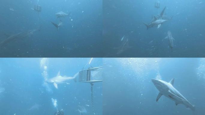 黑尖鲨在诱饵周围游动