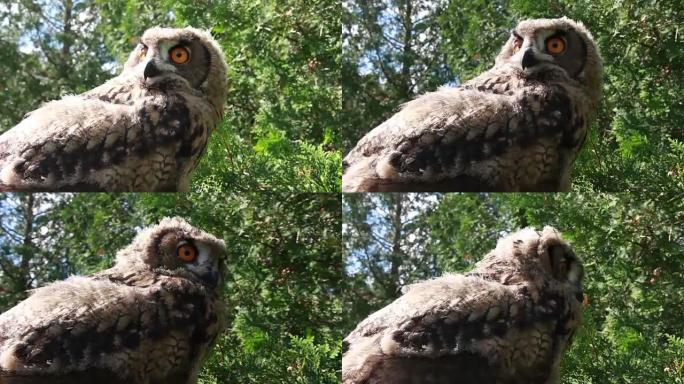 欧亚鹰鸮-低角度