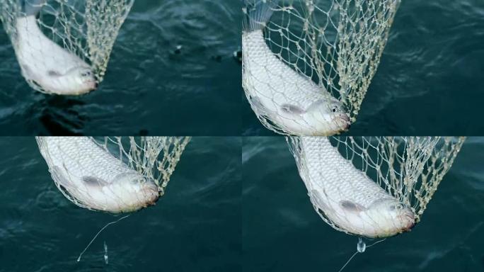 渔网里的鱼。渔网