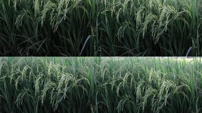 美丽的绿地景观，稻秆随风摇曳。