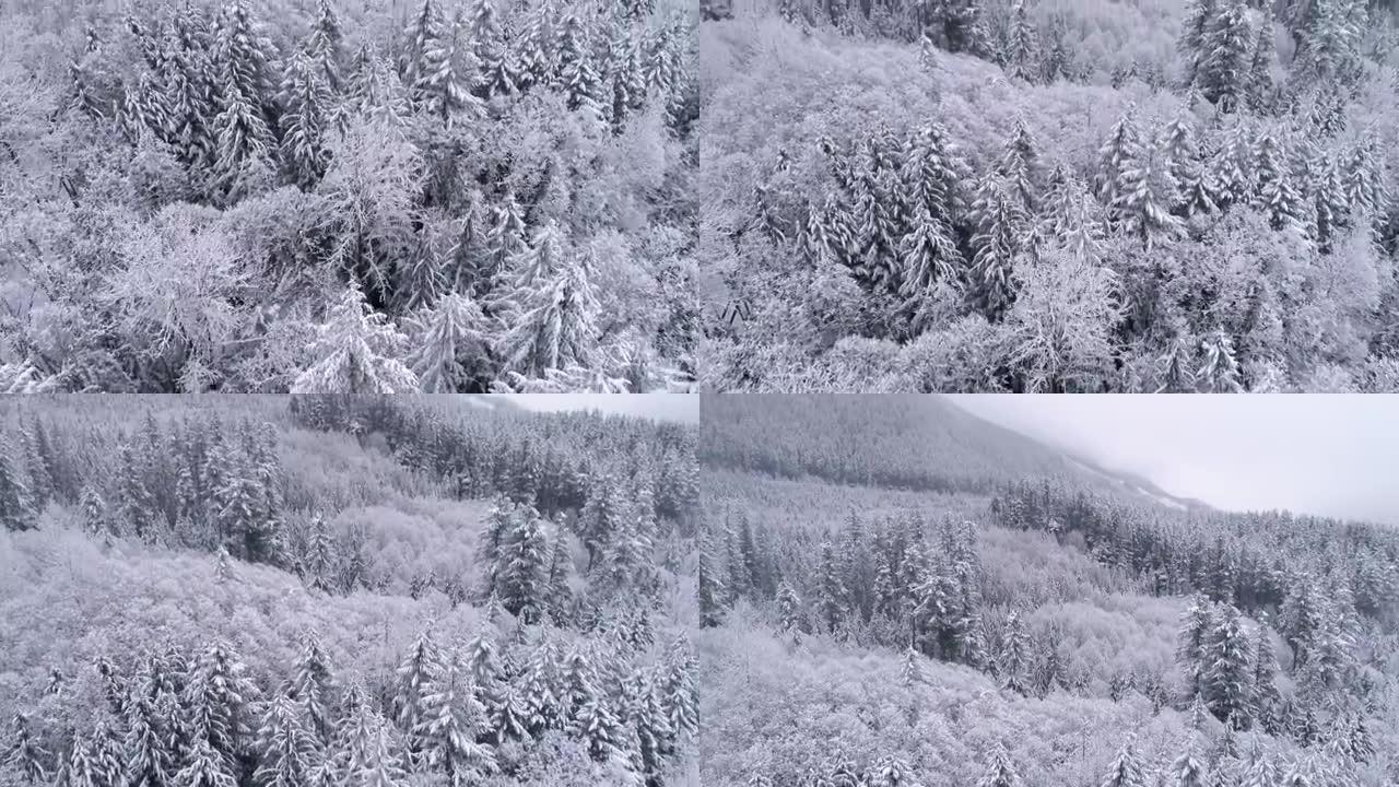 在寒冷的冬季，雪落在雾蒙蒙的山林上进行空中射击