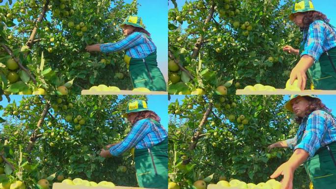 女农夫采摘青苹果