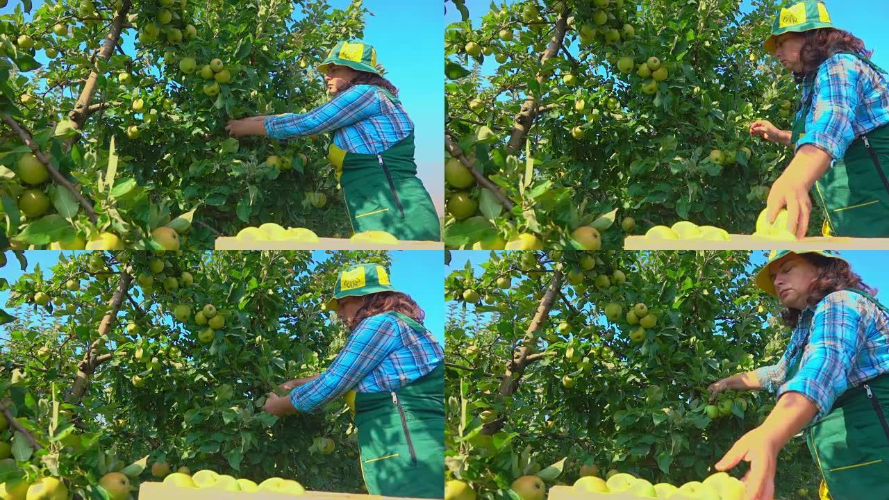 女农夫采摘青苹果