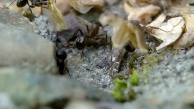 蚂蚁在洞穴附近工作