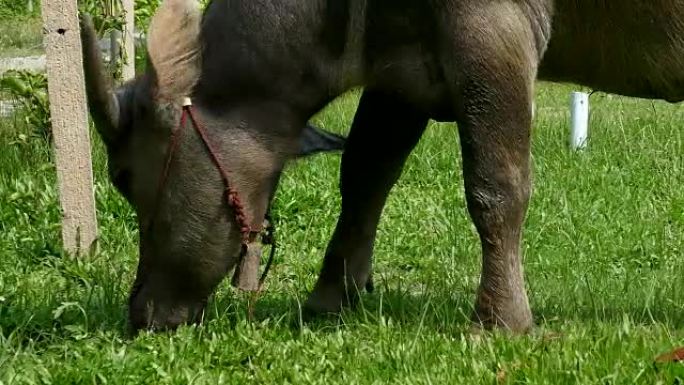 泰国农场上的水牛放牧