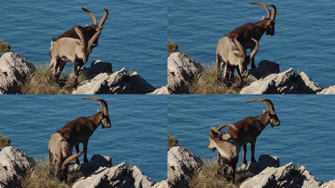 两只大ibex伊比利亚雄性