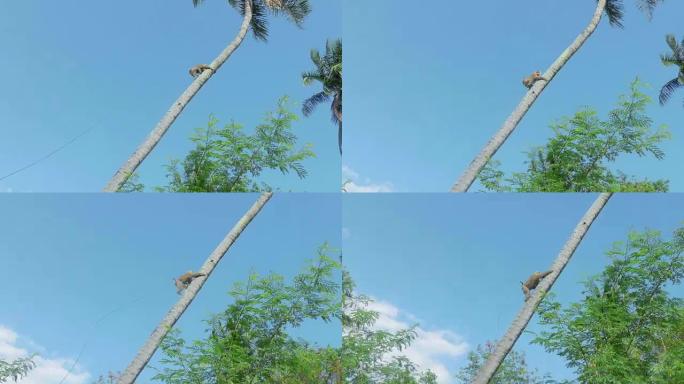 猴子爬椰子树
