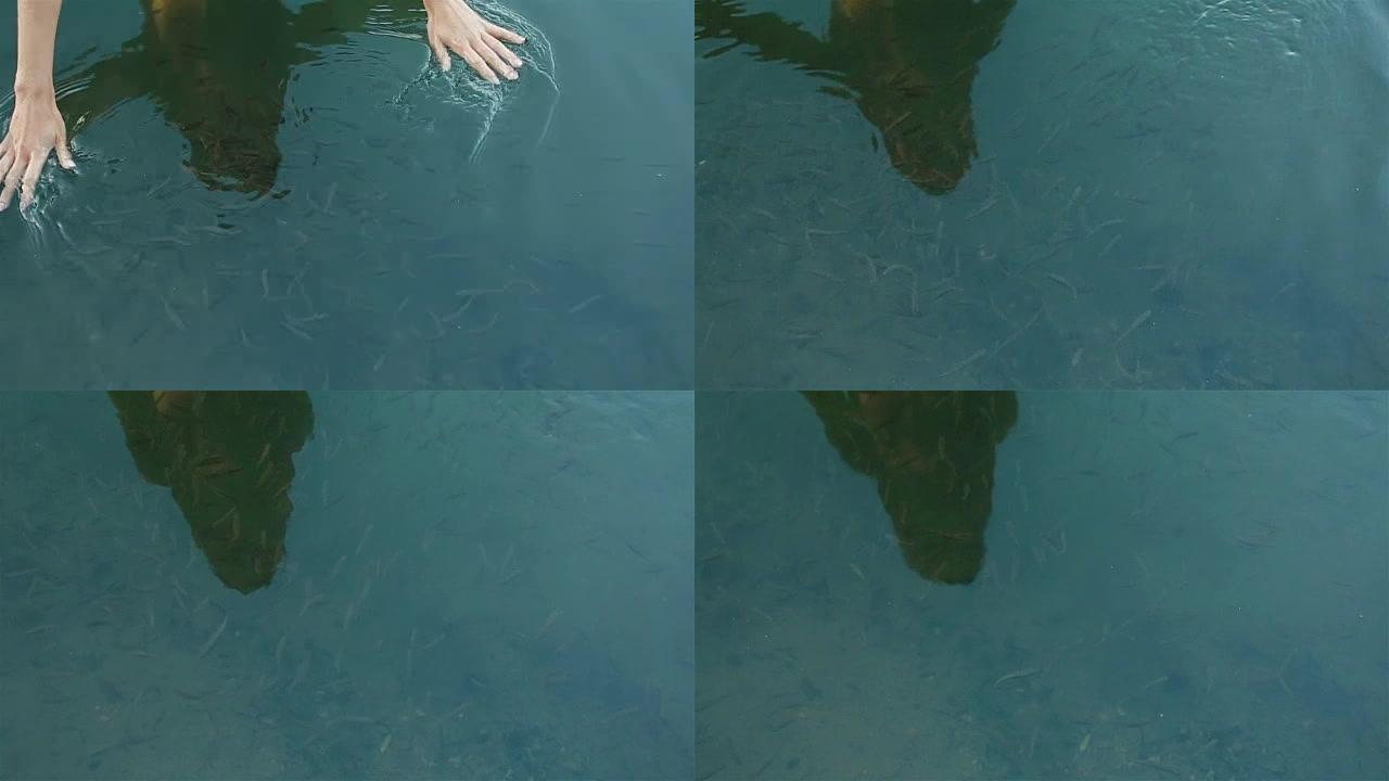 俯视图美丽的女人的手触摸干净的蓝色水面近。山里的湖里游着许多治愈性的鱼。鱼疗护肤