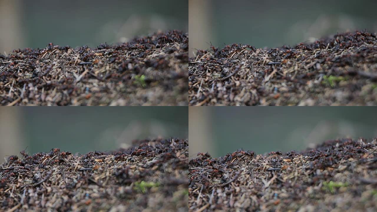 蚁丘上红木蚁 (马蚁，Formica rufa) 的运动