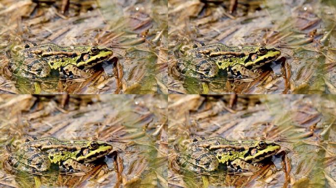 池塘上美丽的沼泽青蛙，欧洲野生动物