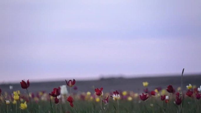 背景天空上阳光明媚的草地上的野生郁金香。日出。草原在春天复活。