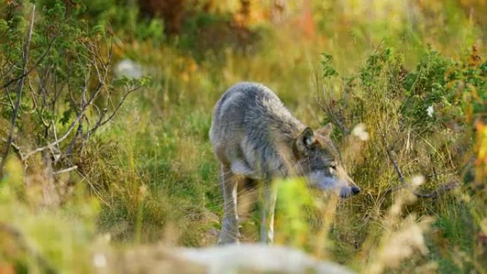 美丽的灰狼在草丛中照顾食物或其他动物
