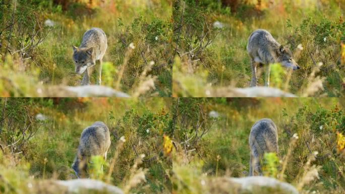 美丽的灰狼在草丛中照顾食物或其他动物