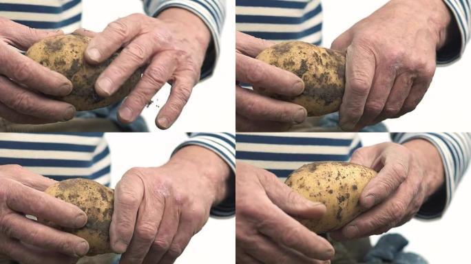 农夫手里拿着一种生物制品，包括土豆、手和沾满泥土的土豆。概念生物学，生物产品，生物生态学，种植蔬菜，