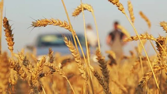 小麦和农民的金穗