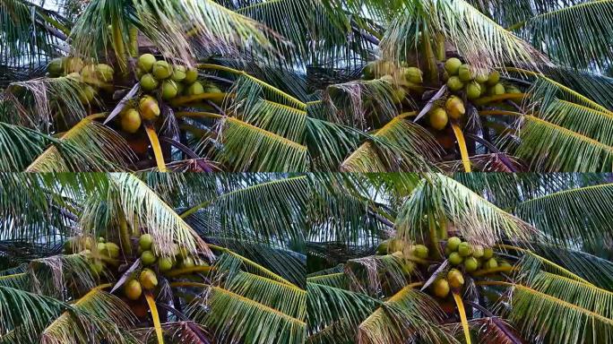 缩小椰子树下的视野。椰子树上的椰子生长在岛上，海上的风吹动着椰子树的叶子。