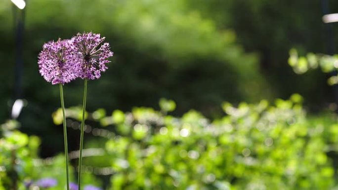 两朵花在风中摇摆