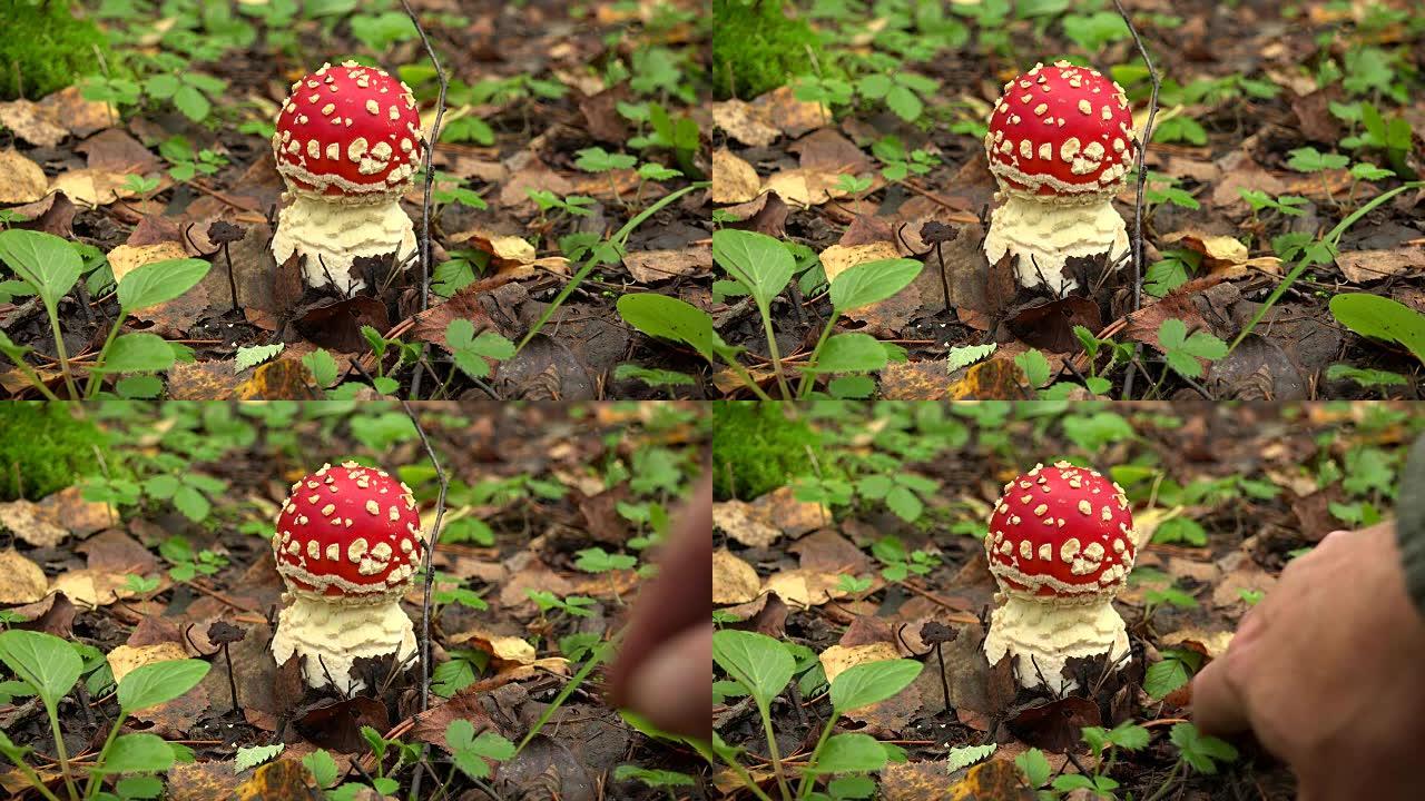 蘑菇飞木耳在森林里。4K。