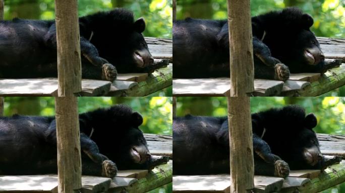 亚洲黑熊正在休息